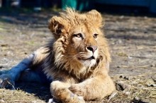 Ева, спасенный детеныш леопарда из Оренбуржья, наконец-то полетит в Танзанию