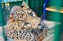 Ева, спасенный детеныш леопарда из Оренбуржья, наконец-то полетит в Танзанию