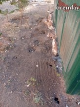 В Оренбурге на мусорной площадке поселились полчища крыс