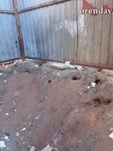 В Оренбурге на мусорной площадке поселились полчища крыс