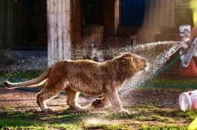 Ева, спасенный детеныш леопарда из Оренбуржья, наконец-то полетит в Танзанию