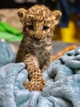 Ева, спасенный детеныш леопарда из Оренбуржья, наконец-то полетит в Танзанию