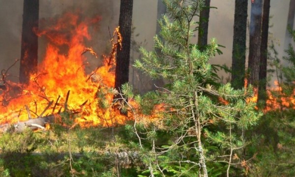 В семи районах Оренбуржья сохраняется 4 класс пожарной опасности