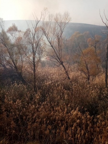 В Переволоцком районе второй день тушат природный пожар