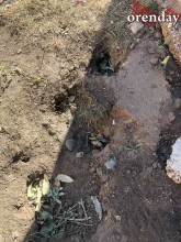 В Оренбурге на мусорной площадке поселились полчища крыс