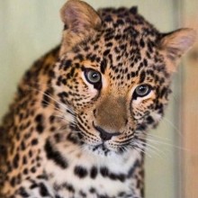 Ева, спасенный детеныш леопарда из Оренбуржья, наконец-то полетит в Танзанию