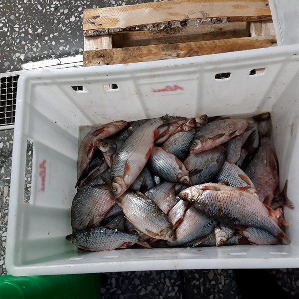 Ущерб на 5,5 млн рублей: в Оренбуржье пресечена браконьерская деятельность рыбодобывающего предприятия