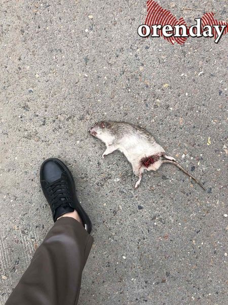 В Оренбурге на мусорной площадке поселились полчища крыс