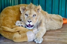 Ева, спасенный детеныш леопарда из Оренбуржья, наконец-то полетит в Танзанию