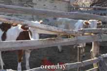 Аномалии оренбургской Сары: миф или реальность