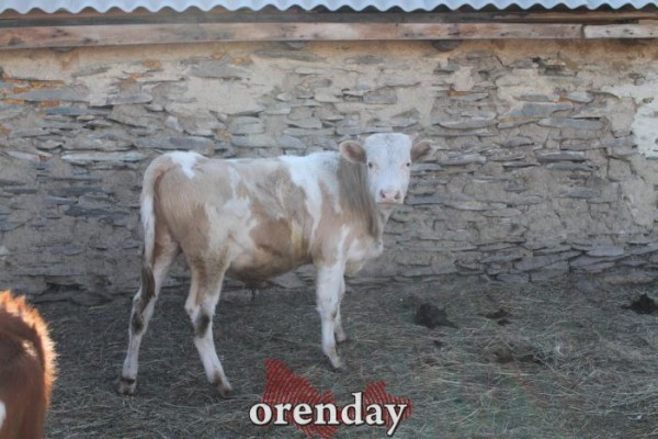 Аномалии оренбургской Сары: миф или реальность