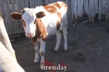 Аномалии оренбургской Сары: миф или реальность