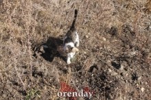 Аномалии оренбургской Сары: миф или реальность