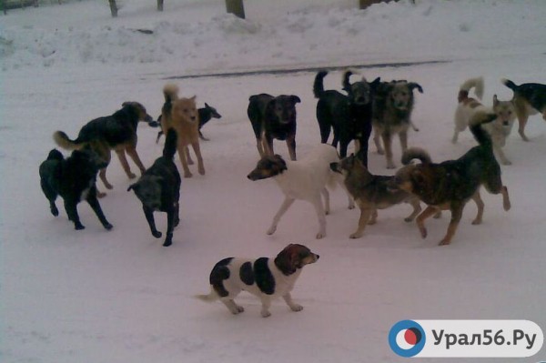 
В Оренбургской области до конца года отловят дополнительно 295 бездомных собак: в Оренбурге, Орске, Бугуруслане и Акбулакском районе        