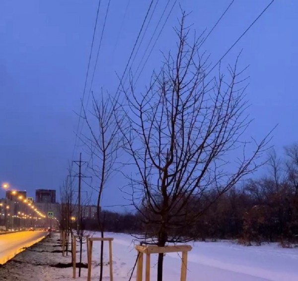 В Оренбурге под линиями электропередачи высадили деревья