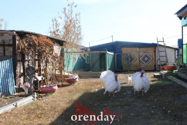 Аномалии оренбургской Сары: миф или реальность