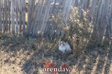 Аномалии оренбургской Сары: миф или реальность