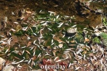 Аномалии оренбургской Сары: миф или реальность