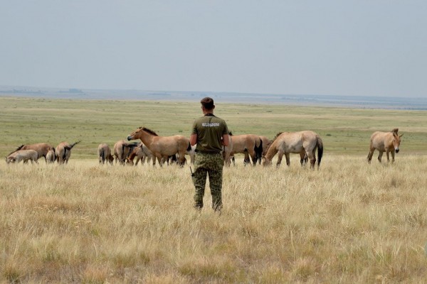 &laquo;Заповедники Оренбуржья&raquo; сняли фильм о Центре реинтродукции лошади Пржевальского