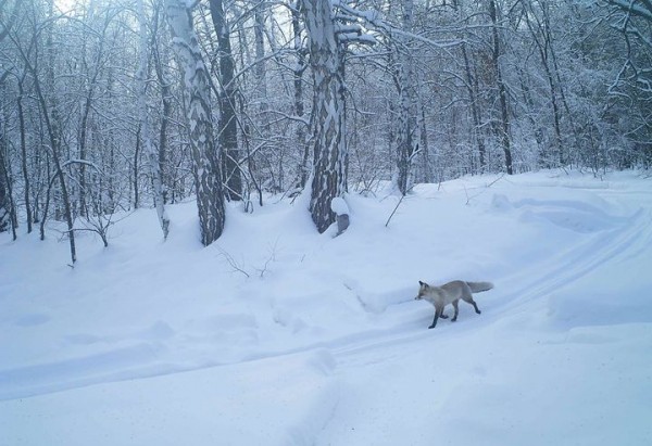 
Оренбургский заповедник рассказал, как лисы готовятся к зиме. Снимки с фотоловушек        