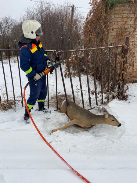 Под Оренбургом спасали косулю
