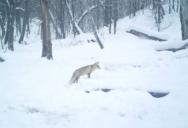 
Оренбургский заповедник рассказал, как лисы готовятся к зиме. Снимки с фотоловушек        
