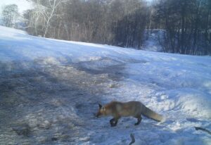 В оренбургском заповеднике рассказали, как лиса готовится к зиме