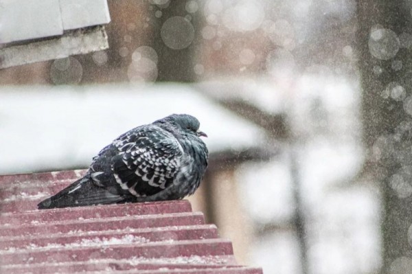 Южные воздушные потоки принесли в Оренбуржье короткое потепление