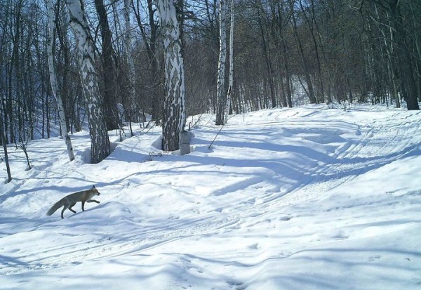 
Оренбургский заповедник рассказал, как лисы готовятся к зиме. Снимки с фотоловушек        