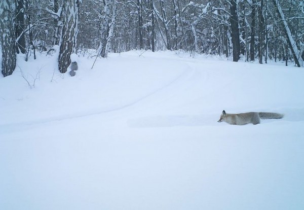 
Оренбургский заповедник рассказал, как лисы готовятся к зиме. Снимки с фотоловушек        