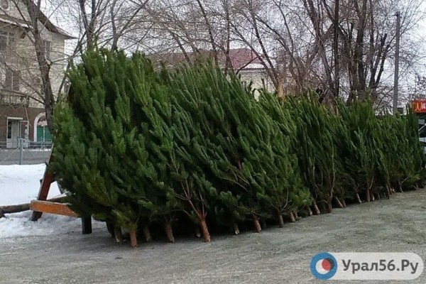 
В Абдулинском районе незаконно вырубили около 1700 сосен на общую сумму более 11 млн рублей        