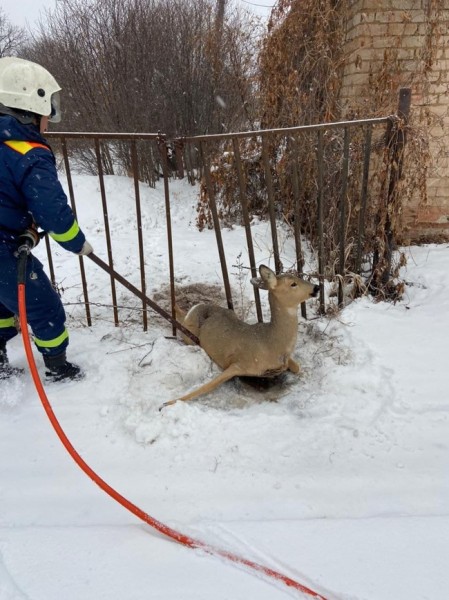 Под Оренбургом спасали косулю