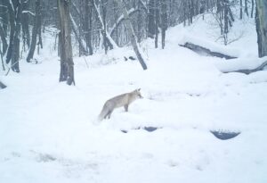 В оренбургском заповеднике рассказали, как лиса готовится к зиме