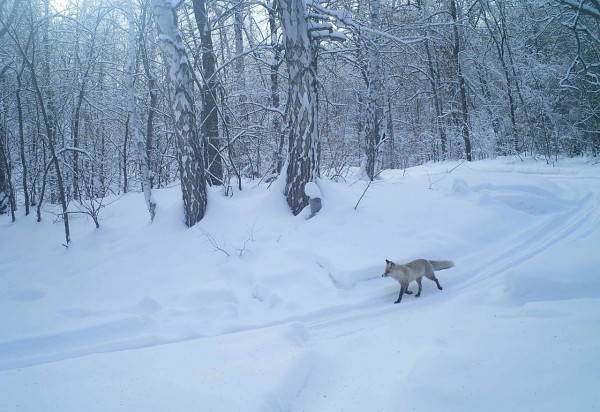 В оренбургском заповеднике рассказали, как лиса готовится к зиме