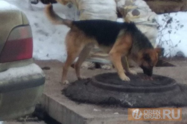 В Астраханской области стая собак насмерть загрызла мужчину