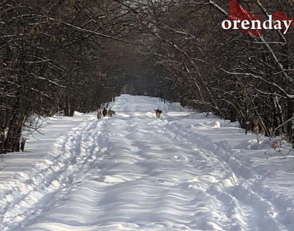 Компанию на прогулках и пробежках оренбуржцам составляют бродячие собаки
