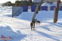 Исчезающие села Новосергиевского района: Ахмерово и Камышка Исчезающие села Новосергиевского района: Ахмерово и Камышка