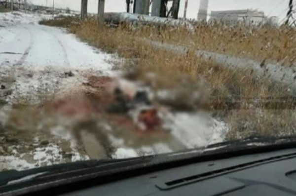 В Астраханской области стая собак насмерть загрызла мужчину