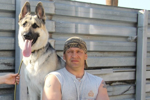 В Астраханской области стая собак насмерть загрызла мужчину