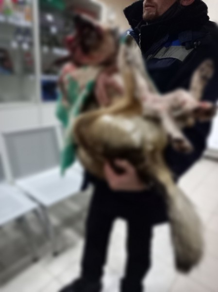 Жестоко расправиться с собакой, которая погибла накануне в Оренбурге, могли соседи