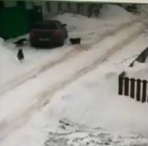 В очередной раз безнадзорные собаки в Оренбурге растерзали кошку (18+)