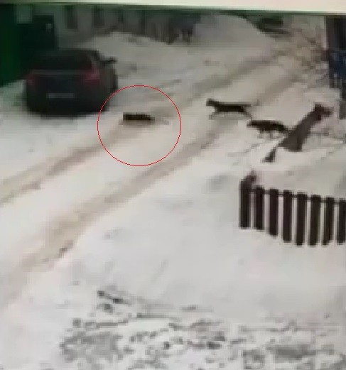 В очередной раз безнадзорные собаки в Оренбурге растерзали кошку (18+)
