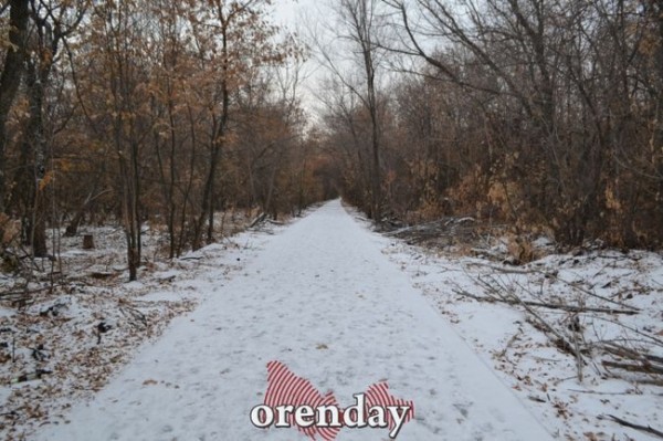 Что в Оренбурге в лесополосе на Березке сделают за 274 миллиона рублей Что в Оренбурге в лесополосе на Березке сделают за 274 миллиона рублей