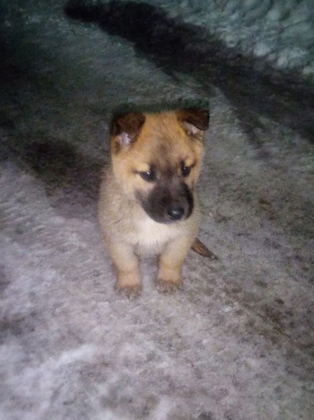 В Оренбурге спасли щенка, застрявшего между гаражами