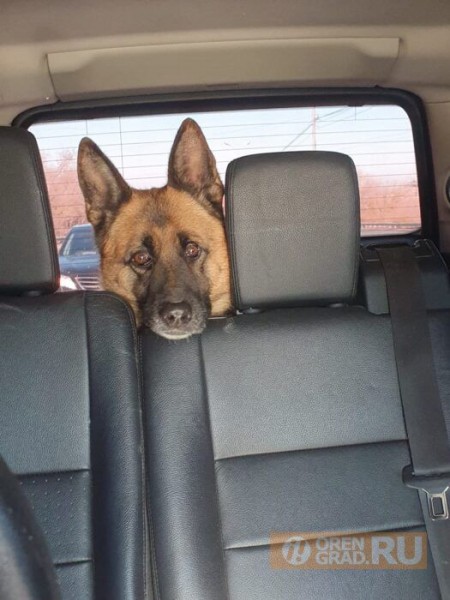 Мэрия Оренбурга начала переговоры с вероятным инвестором приюта для животных