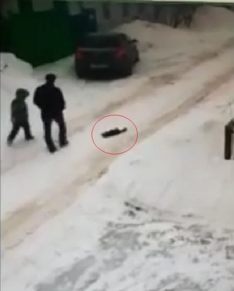 В очередной раз безнадзорные собаки в Оренбурге растерзали кошку (18+)