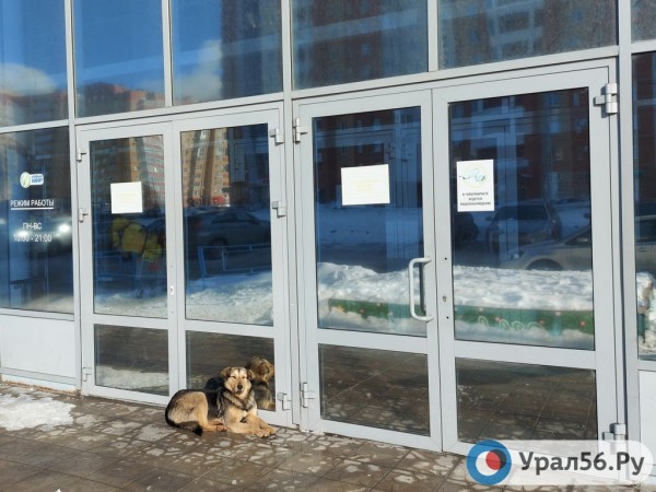 
&laquo;Не кормить их&raquo;: в мэрии рассказали, как людям бороться с нападениями собак в Оренбурге        