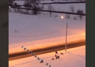 Очередной случай нападения собак на ребенка в Оренбурге произошел на ул. Дорофеева