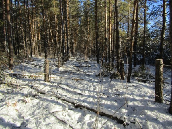 В Оренбуржье перед судом предстанет мужчина, спиливший 9 сосен для перекрытия крыши на бане