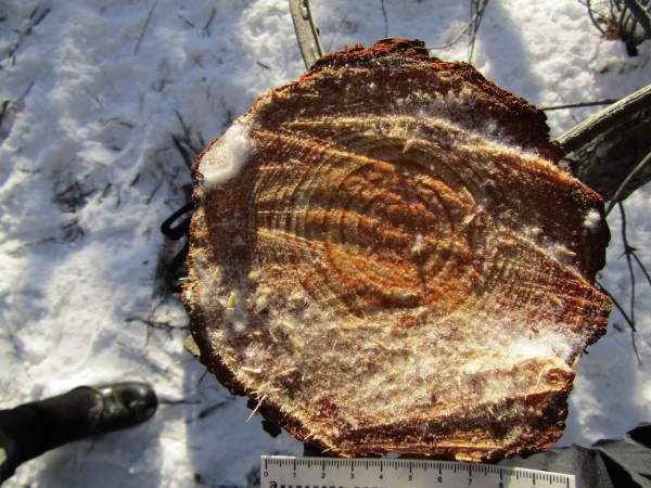 В Оренбуржье перед судом предстанет мужчина, спиливший 9 сосен для перекрытия крыши на бане